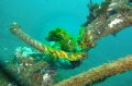 Giant Frogfish